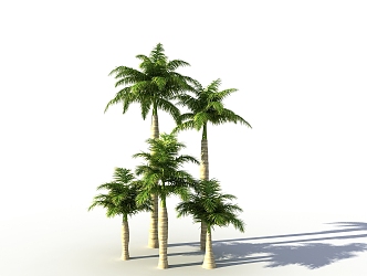 Palm Tree 3d model