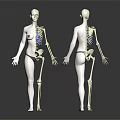Human Limb Skeleton Structure Front And Back View 3D Model 3d model