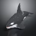Black And White Bird With Pointed Tail In Flight Against Dark Background