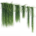 Natural Green Hanging Vines With Lush Trailing Foliage For Decorative Plants