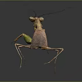 Detailed Realistic Praying Mantis With Green Brown Body And Long Legs