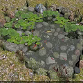 Natural Circular Water Fountain With Stone Border Lily Pads And Fish In Garden