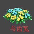 Clustered Portulaca Flowers With Blue And Yellow Blooms And Green Leaves