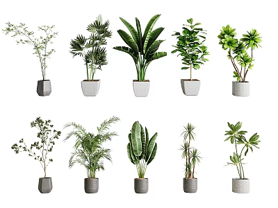Various Indoor Potted Plants With Lush Green Leaves And Simple Grey Pots 3d model