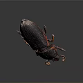 Dark Brown Beetle With Red Legs And Antennae On Dark Background