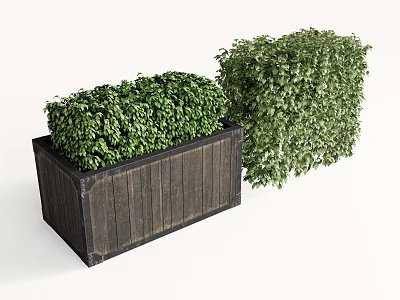Lush Bonsai Potted Plants in Wooden Planter and Cube Shaped Green Foliage 3d model