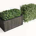 Lush Bonsai Potted Plants in Wooden Planter and Cube Shaped Green Foliage
