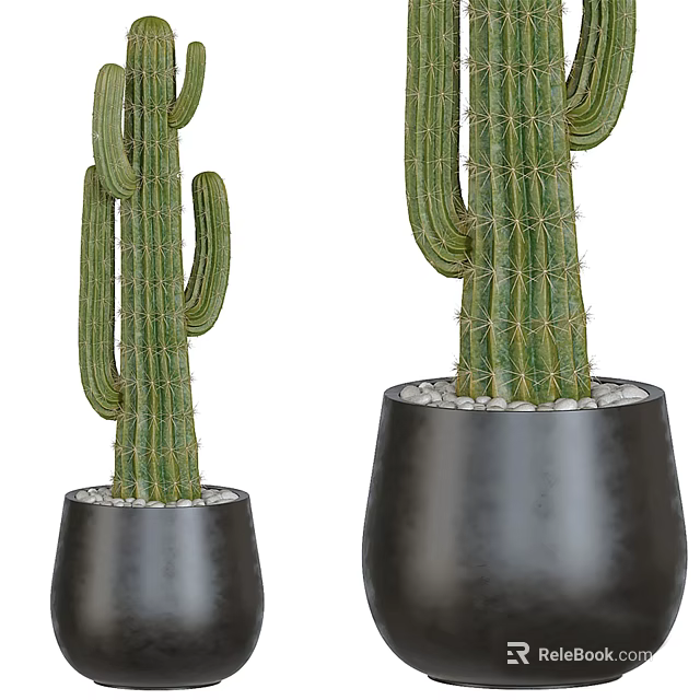 Tall Green Cactus Bonsai Plants in Black Pots with Small Stones Decoration 3d model 