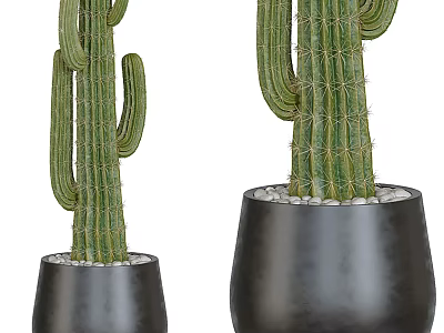 Tall Green Cactus Bonsai Plants in Black Pots with Small Stones Decoration 3d model