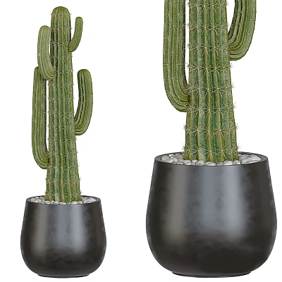 Tall Green Cactus Bonsai Plants in Black Pots with Small Stones Decoration 3d model