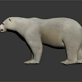 White Polar Bear 3D Model Standing On Black Background With Detailed Fur Texture