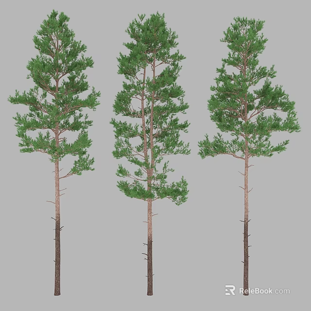Three Tall Evergreen Trees With Straight Trunks And Lush Green Foliage 3d model 