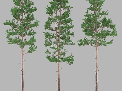 Three Tall Evergreen Trees With Straight Trunks And Lush Green Foliage 3d model