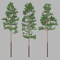 Three Tall Evergreen Trees With Straight Trunks And Lush Green Foliage