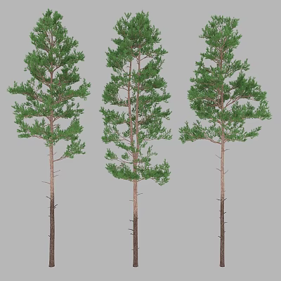 Modern Pine 3d model
