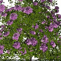 Two Flowering Trees with Orange Red and Purple Blossoms in Full Bloom