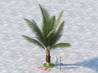 Tall Palm Tree With 5 Meters Height Standing On Gray Tiled Ground Near Person 3d model