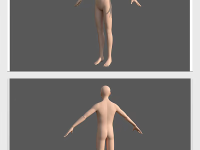 Medical Device Human Anatomical Model For Medical Training And Educational Use 3d model