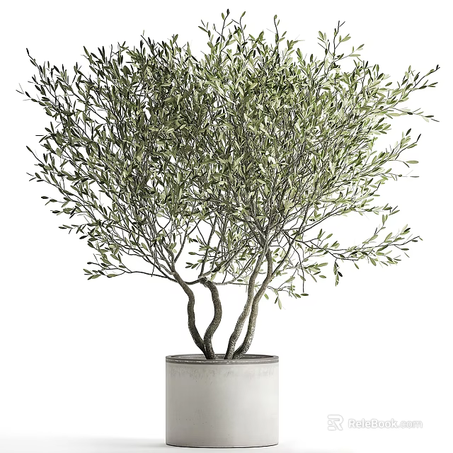 Olive Tree Bonsai Potted Plant With Curved Trunk And Lush Green Foliage In White Planter 3d model 
