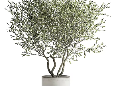 Olive Tree Bonsai Potted Plant With Curved Trunk And Lush Green Foliage In White Planter 3d model