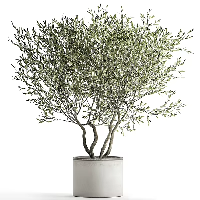 Olive Tree Bonsai Potted Plant With Curved Trunk And Lush Green Foliage In White Planter 3d model