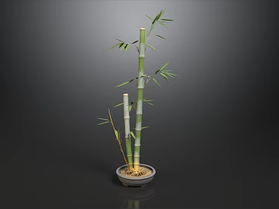 High Detail Delicate 3D Rendered Potted Bamboo Plant For Modern Zen Home Interior Decoration 3d model