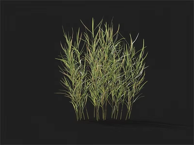 Lush Green Grass Cluster With Long Leaves And Thin Herbaceous Stems 3d model