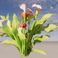 Vibrant Calla Lily Plant With Pink And Red Blooms And Green Leaves