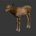 Brown Fawn With White Spots Standing On Black Background Showing Reflection