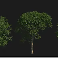 Diverse Arbor Species Including Camphor Yellow Pagoda and Albizia Trees