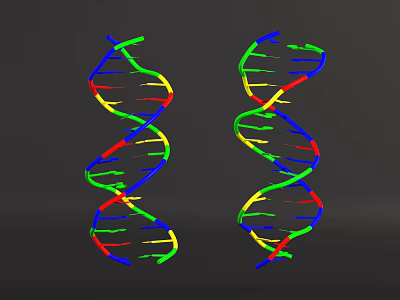 Colorful DNA Double Helix Organizational System With Molecular Strands And Components 3d model