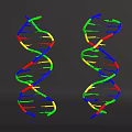 Colorful DNA Double Helix Organizational System With Molecular Strands And Components