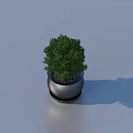 Bonsai Plant With Green Foliage In Silver Metallic Pot For Indoor Decor