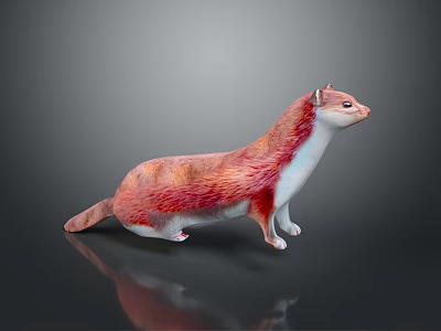 Reddish Brown And White Small Mammal With Slender Body Long Tail Standing On Black Background 3d model