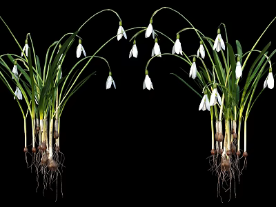 Beautiful Snowdrops with White Flowers Green Leaves and Roots on Black Background 3d model