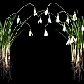 Beautiful Snowdrops with White Flowers Green Leaves and Roots on Black Background