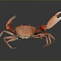 Red Aquatic Crab With Large Open Claws And Shiny Body On Dark Background