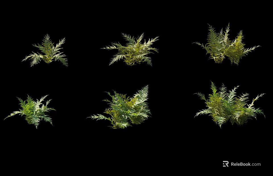 Various Ground Cover Plant Species With Lush Green Foliage For Garden Landscaping 3d model 