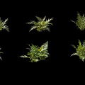 Various Ground Cover Plant Species With Lush Green Foliage For Garden Landscaping