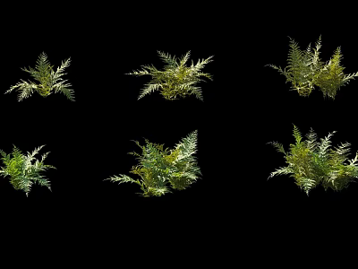 Fern bush forest tree species flower bed group sketch 3d model