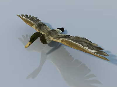 Flying Duck With Spread Wings And Reflection On Blue Background 3d model