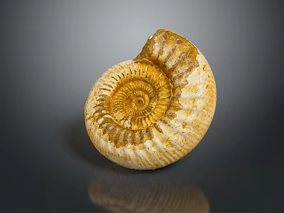 Natural Ammonite Fossil Decor Piece With Spiral Yellow White Textured Surface For Home Decor 3d model