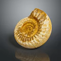 Chi chrysanthemum stone ancient fossil stone chrysanthemum fossil items 3d model