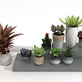 Bonsai Potted Plants With Various Species In Colorful Shaped Pots On Step