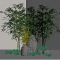 Bamboo 3d model