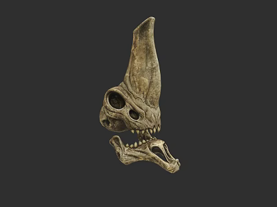 Ancient Aquatic Animal Skull Fossil With Horned Structure And Sharp Teeth 3d model