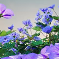 Vibrant Purple Flowers And Lush Green Leaves Blooming In Natural Outdoor Setting