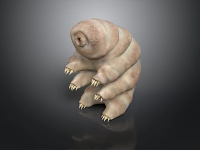 3D Rendered Tardigrade With Segmented Body Small Claws Light Brown On Dark Reflective Surface 3d model