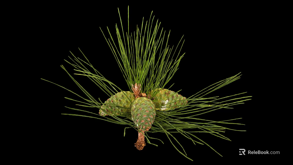 Natural Green Pine Needles With Fresh Cones In Close Up Botanical View 3d model 