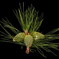 Natural Green Pine Needles With Fresh Cones In Close Up Botanical View